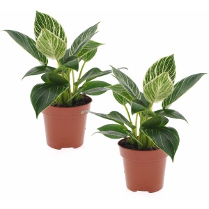 Plant in a Box - Set van 2 Philodendron 'White Wave' - Kamerplant - Pot 12cm - Hoogte 20-30cm