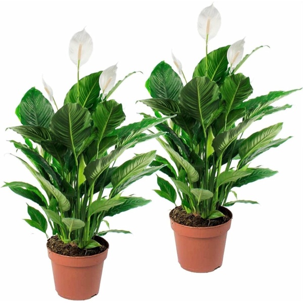 Plant in a Box - Spathiphyllum Lima - Set van 2 - Luchtzuiverende kamerplant - Pot 17cm - Hoogte 60-75cm