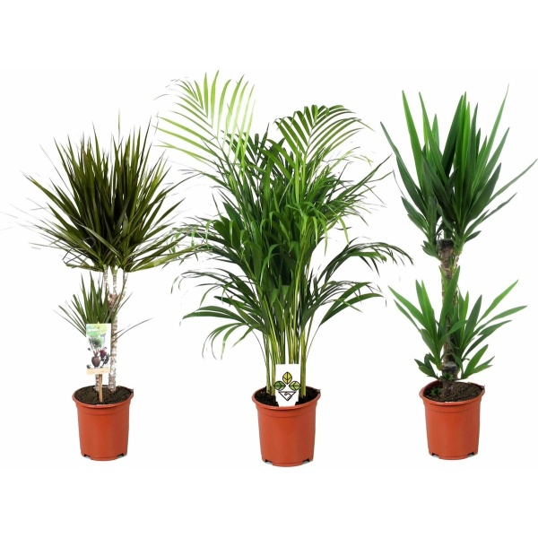 Plant in a Box - XL Indoor Palm Mix - Mix van 3 - Groene kamerplanten - Palmen - Areca, Dracaena, Yucca - Pot 17cm - Hoogte 70-90cm