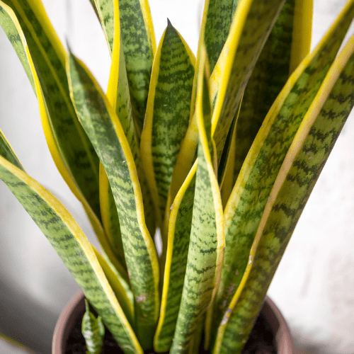 sansevieria plant verzorgen