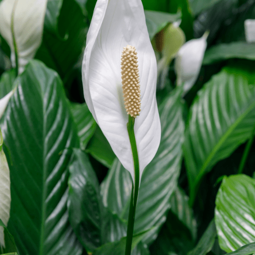 spathiphyllum bloem