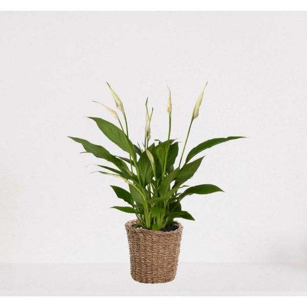 Spathiphyllum in siermand Amber Grof - witte kamerplant - luchtzuiverende lepelplant - ↕35-50cm - Ø13 - geleverd met plantenpot - vers uit de kwekerij