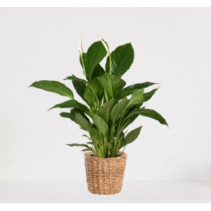 Spathiphyllum in siermand Amber Grof - witte kamerplant - luchtzuiverende lepelplant - ↕60-75cm - Ø18 - geleverd met plantenpot - vers uit de kwekerij