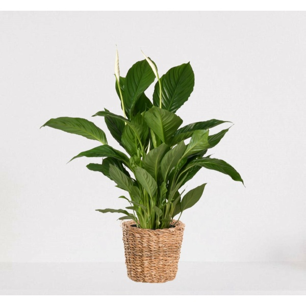 Spathiphyllum in siermand Amber Grof - witte kamerplant - luchtzuiverende lepelplant - ↕60-75cm - Ø18 - geleverd met plantenpot - vers uit de kwekerij