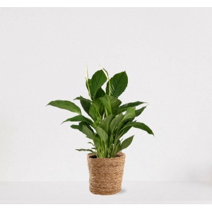 Spathiphyllum in siermand Amber Naturel - witte kamerplant - luchtzuiverende lepelplant - ↕60-75cm - Ø18 - geleverd met plantenpot - vers uit de kwekerij