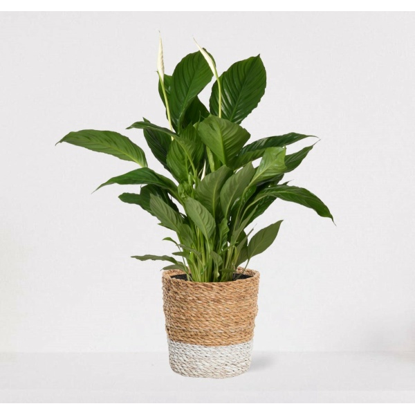 Spathiphyllum in siermand Amber Wit - witte kamerplant - luchtzuiverende lepelplant - ↕60-75cm - Ø18 - geleverd met plantenpot - vers uit de kwekerij