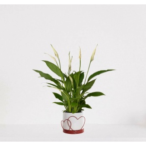 Spathiphyllum in sierpot Addit Hearts Rood - witte kamerplant - luchtzuiverende lepelplant - ↕35-50cm - Ø13 - geleverd met plantenpot - vers uit de kwekerij