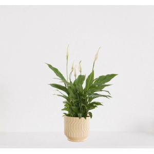 Spathiphyllum in sierpot Jacky Vanille - witte kamerplant - luchtzuiverende lepelplant - 35-50cm - Ø13 - geleverd met plantenpot - vers uit de kwekerij