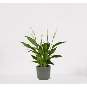 Spathiphyllum in sierpot Liam Grijs - witte kamerplant - luchtzuiverende lepelplant - ↕35-50cm - Ø13 - geleverd met plantenpot - vers uit de kwekerij