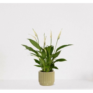 Spathiphyllum in sierpot Liam Groen - witte kamerplant - luchtzuiverende lepelplant - ↕35-50cm - Ø13 - geleverd met plantenpot - vers uit de kwekerij