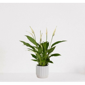 Spathiphyllum in sierpot Liam Wit - witte kamerplant - luchtzuiverende lepelplant - ↕35-50cm - Ø13 - geleverd met plantenpot - vers uit de kwekerij
