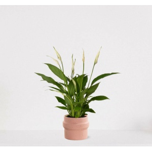 Spathiphyllum in sierpot Madelon Lichtroze - witte kamerplant - luchtzuiverende lepelplant - ↕35-50cm - Ø13 - geleverd met plantenpot - vers uit de kwekerij