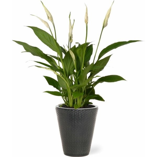Spathiphyllum kamerplant in sierpot Elma - Grijs - Luchtzuiverende Lepelplant - 35-50cm - Ø13 - Met keramieken bloempot - vers uit de kwekerij