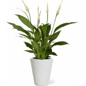 Spathiphyllum kamerplant in sierpot Elma - Wit - Luchtzuiverende Lepelplant - 35-50cm - Ø13 - Met keramieken bloempot - vers uit de kwekerij