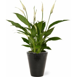 Spathiphyllum kamerplant in sierpot Elma - Zwart - Luchtzuiverende Lepelplant - 35-50cm - Ø13 - Met keramieken bloempot - vers uit de kwekerij