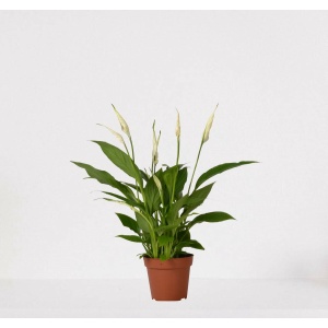 Spathiphyllum - witte kamerplant - luchtzuiverende lepelplant - ↕35-50cm - Ø12 - in kwekerspot - vers uit de kwekerij