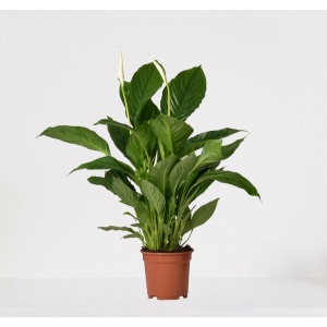 Spathiphyllum - witte kamerplant - luchtzuiverende lepelplant - ↕60-75cm - Ø17 - in kwekerspot - vers uit de kwekerij