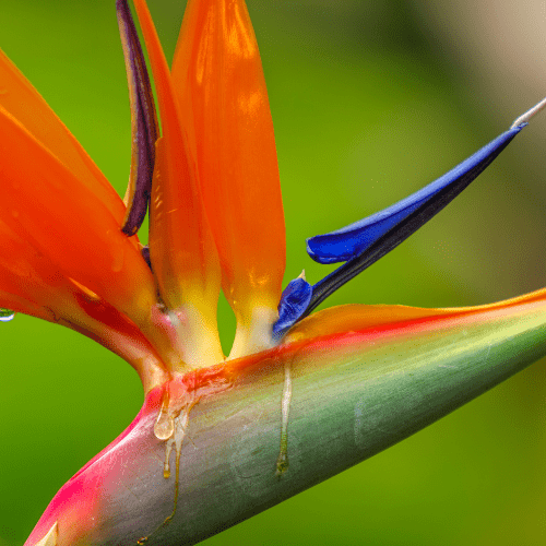 strelitzia nicolai bloem