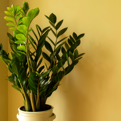 Zamioculcas plant verzorging