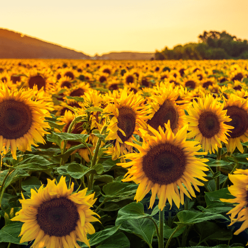 zonnebloem verzorging