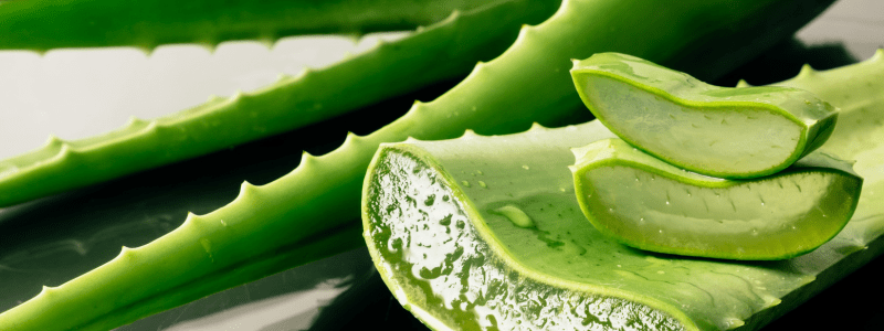 aloe vera genezing