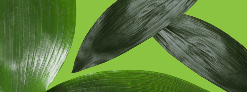 aspidistra plant verzorgen