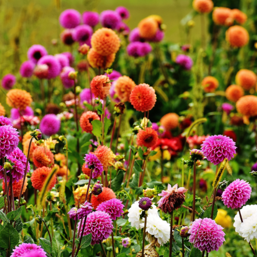 bloembollen dahlia