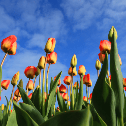 bloembollen tulpen