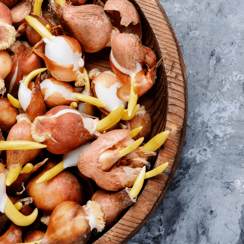 bollen en knollen soorten