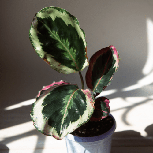 calathea medallion verzorging