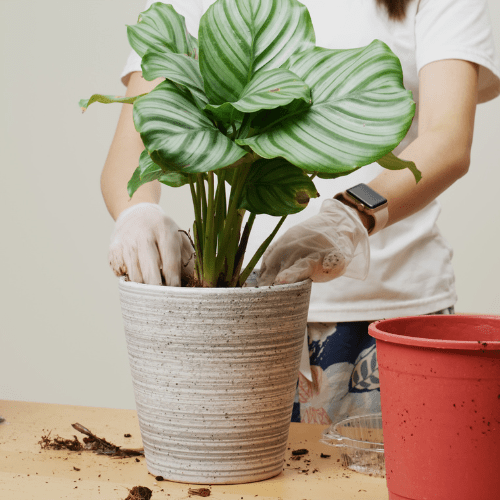 calathea orbifolia verzorging