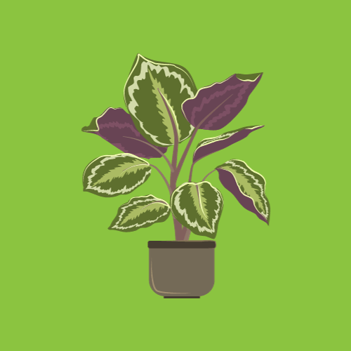 calathea verzorgen