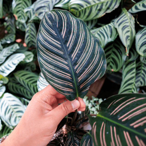 calathea verzorging