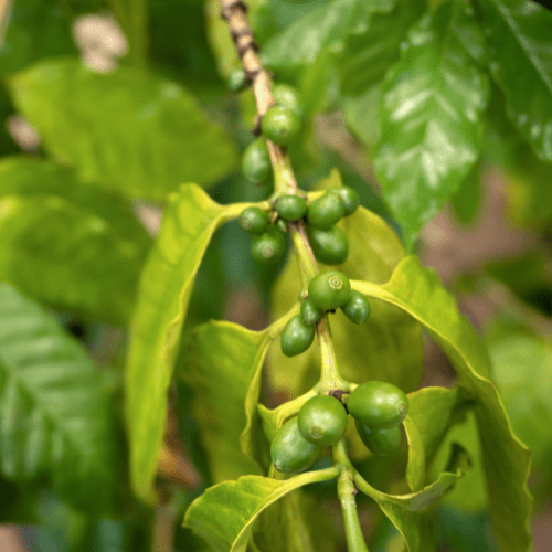 coffea arabica verzorging