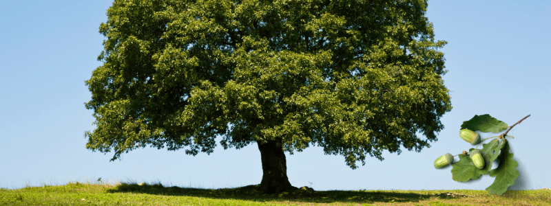 eikenboom betekenis