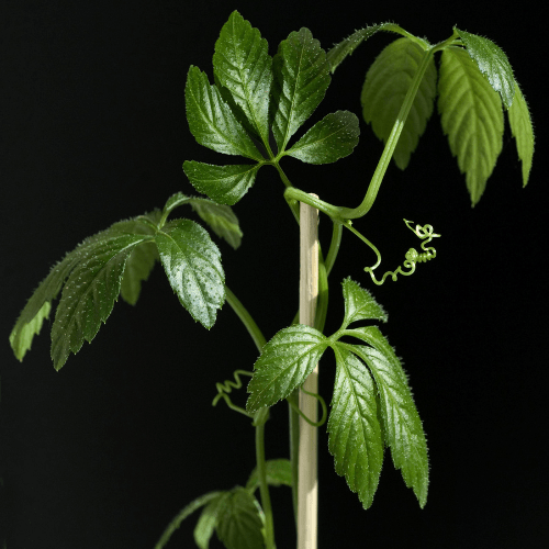 gynostemma penthaphyllum verzorging