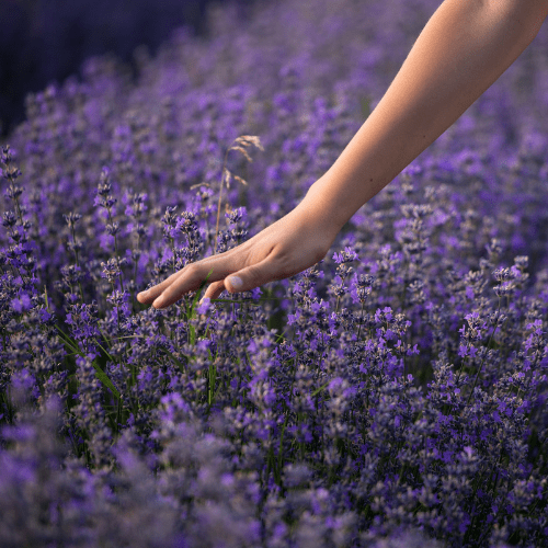 lavendel verzorging