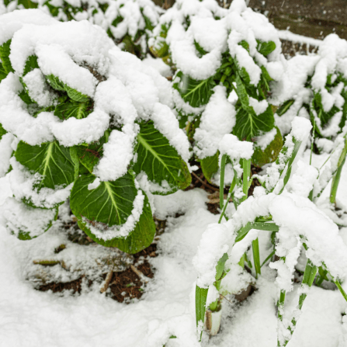 moestuin in winter