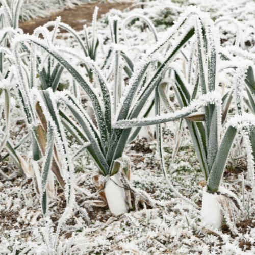 moestuin winterteelt