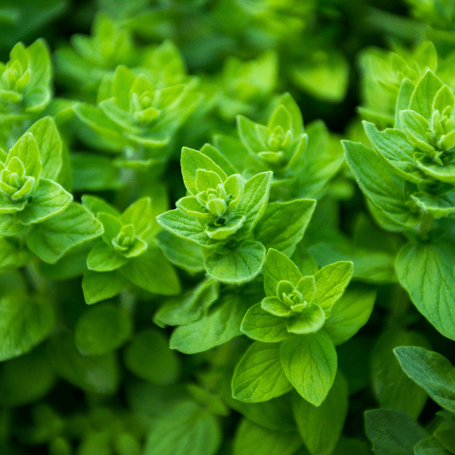 oregano verzorging