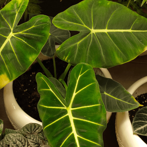 philodendron giftig?