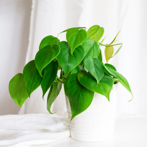 philodendron verzorgen