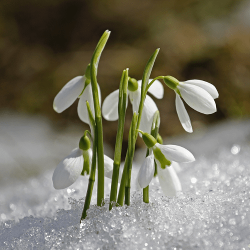 planten winter