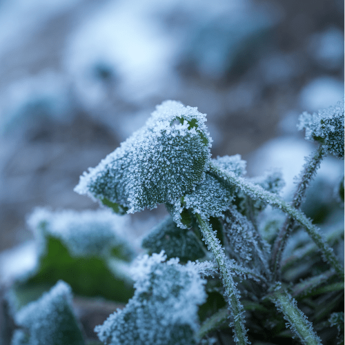 planten winterhard