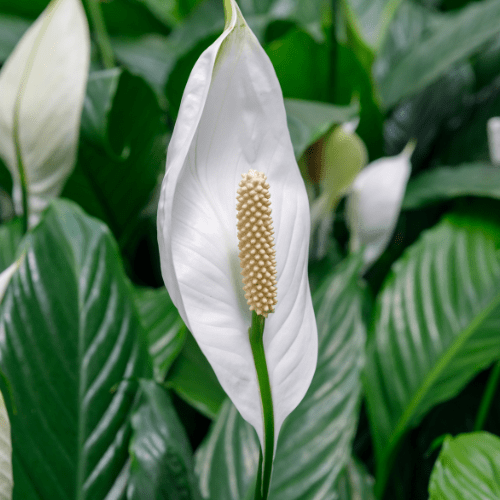 spathiphyllum kopen