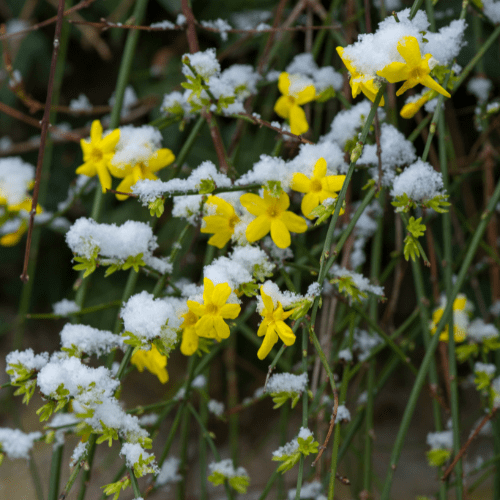 winter jasmijn