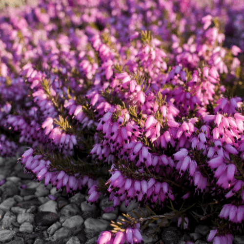 winter planten