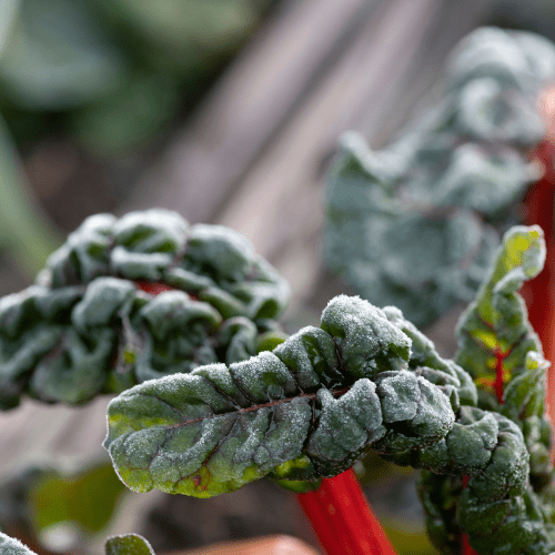 wintergroente moestuin