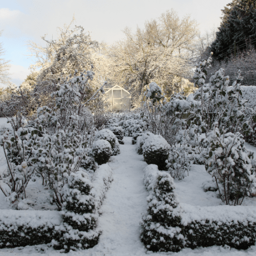 winterharde tuinplanten