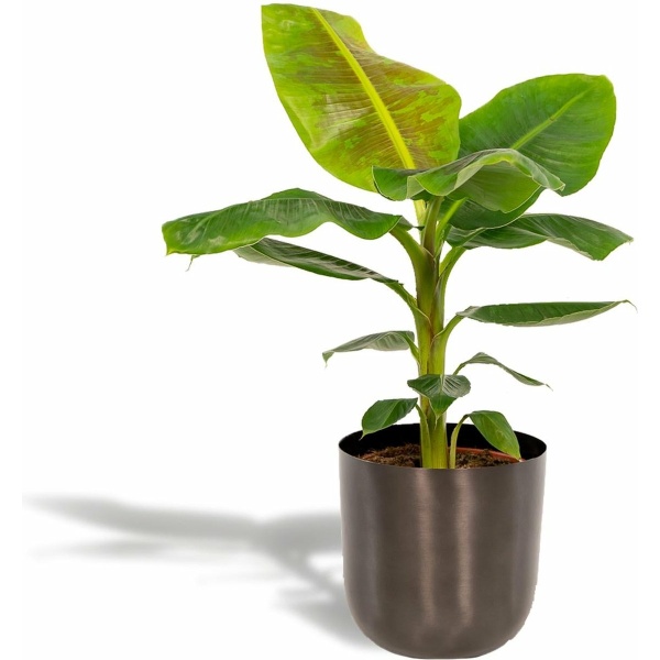 Hello Plants Musa Dwarf Cavendish Bananenplant in Pot Mayk Lead - Ø 21 cm - Hoogte: 90 cm